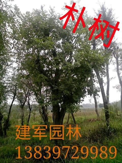 樸樹
