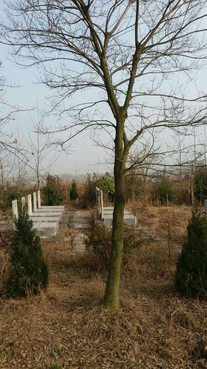 樸樹