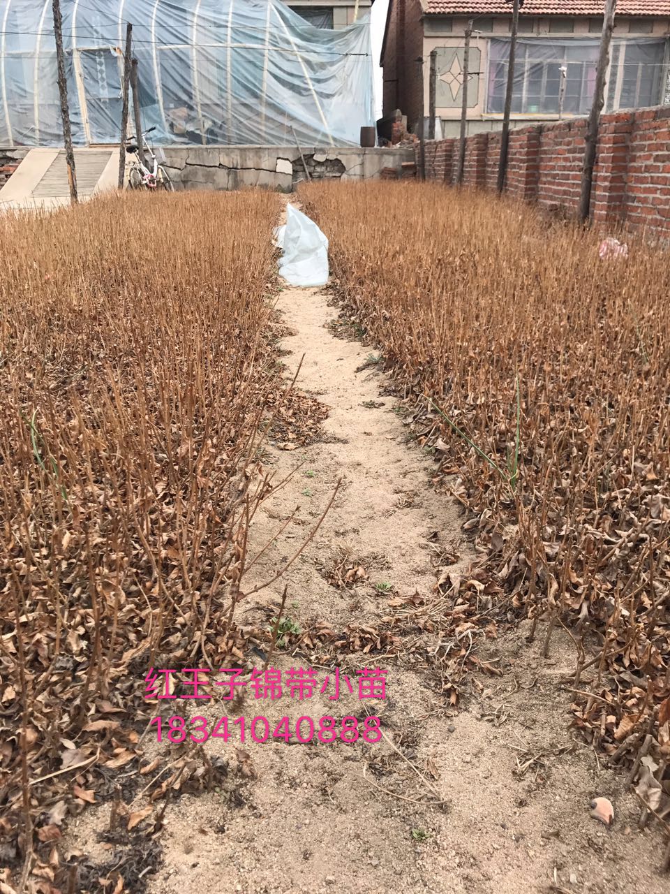 紅王子錦帶小苗