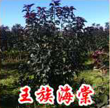 ���庣��