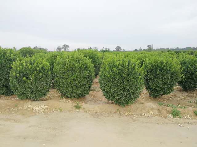 ��1.2�׾�Ʒ�S����