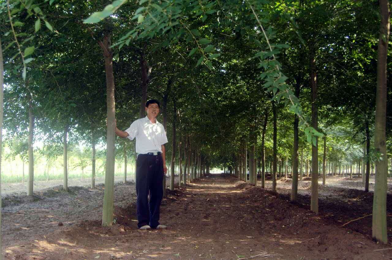 樸樹